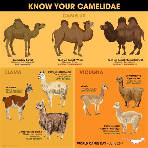 are alpacas similar to camels